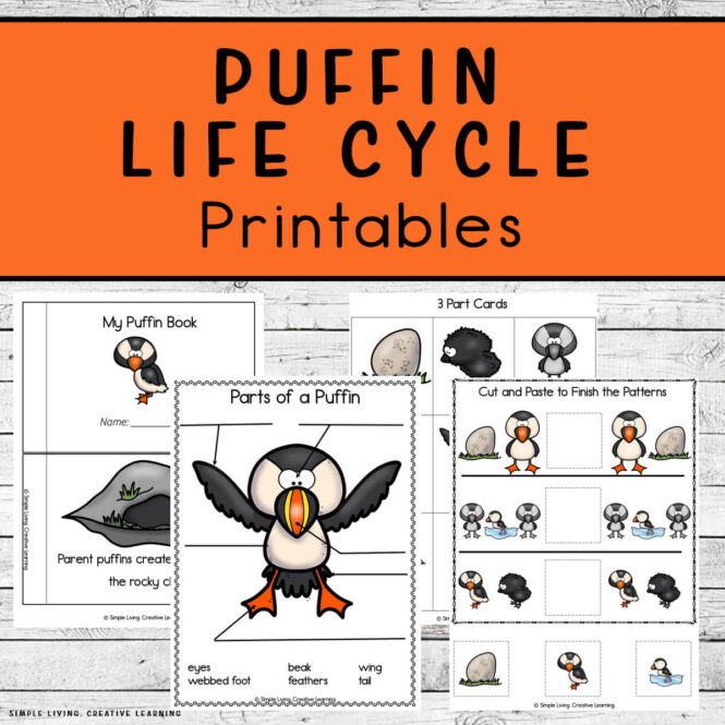 Puffin Life Cycle Printables Four Pages