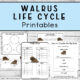 Walrus Life Cycle Printables Four Pages of Pack