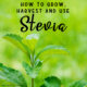 How to Grow, Harvest and Use Stevia Leaves