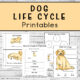Dog Life Cycle Printables pages
