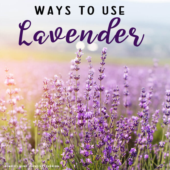 Ways to Use Lavender flowers