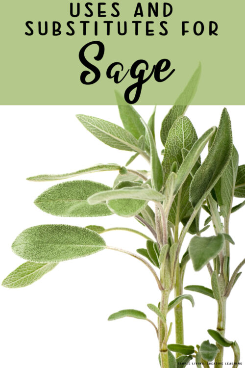 Uses and Substitutes for Sage - Simple Living. Creative Learning