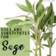 Uses and Substitutes for Sage plant
