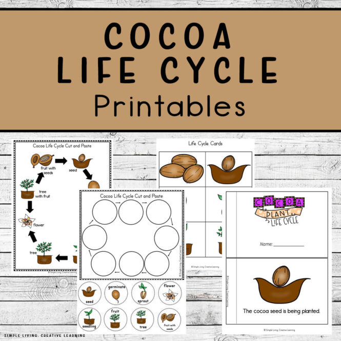 Cocoa Life Cycle Printables life cycle pages