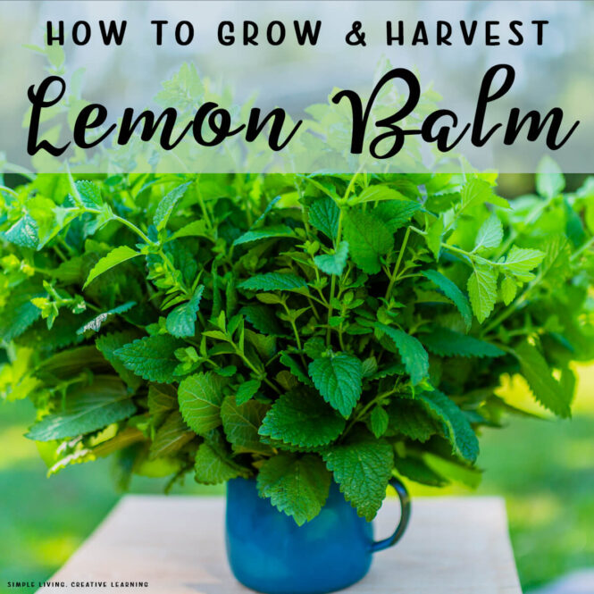 How to Grow and Harvest Lemon Balm - Lemon balm in a blue pot