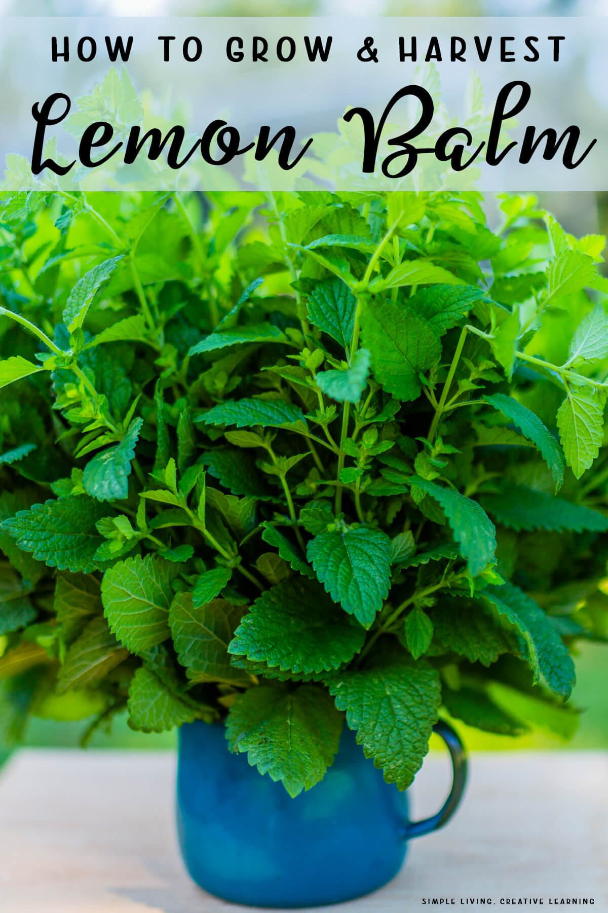 How to Grow and Harvest Lemon Balm