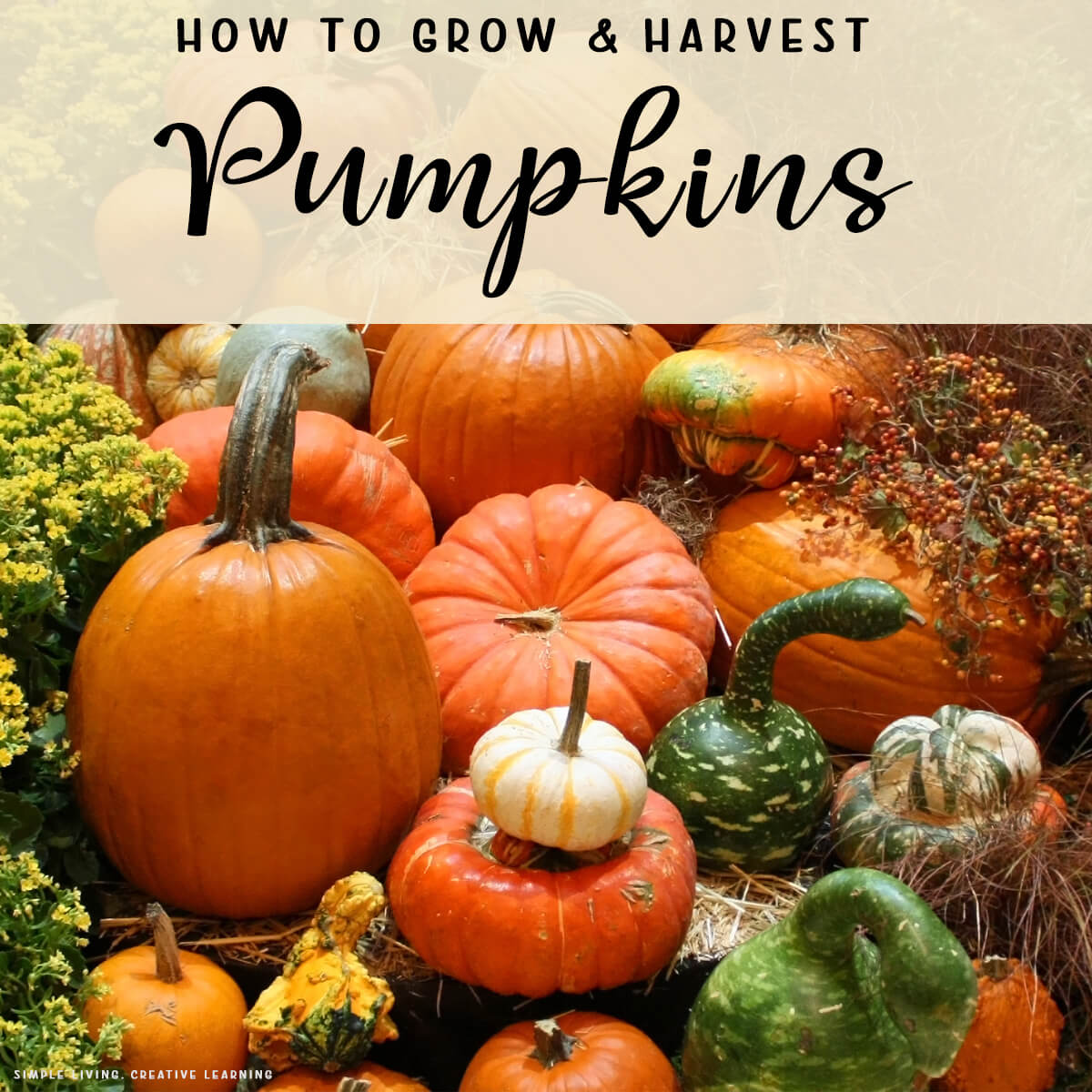 How to Grow and Harvest Pumpkins - Simple Living. Creative Learning