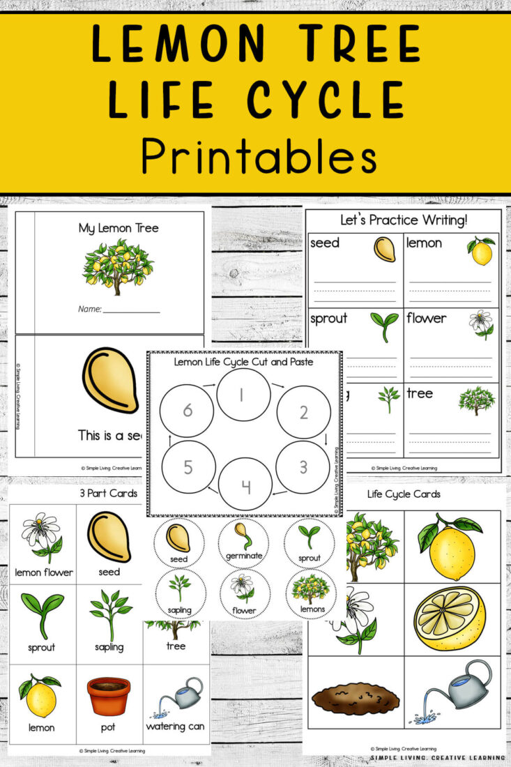 Lemon Tree Life Cycle Printables Simple Living. Creative Learning
