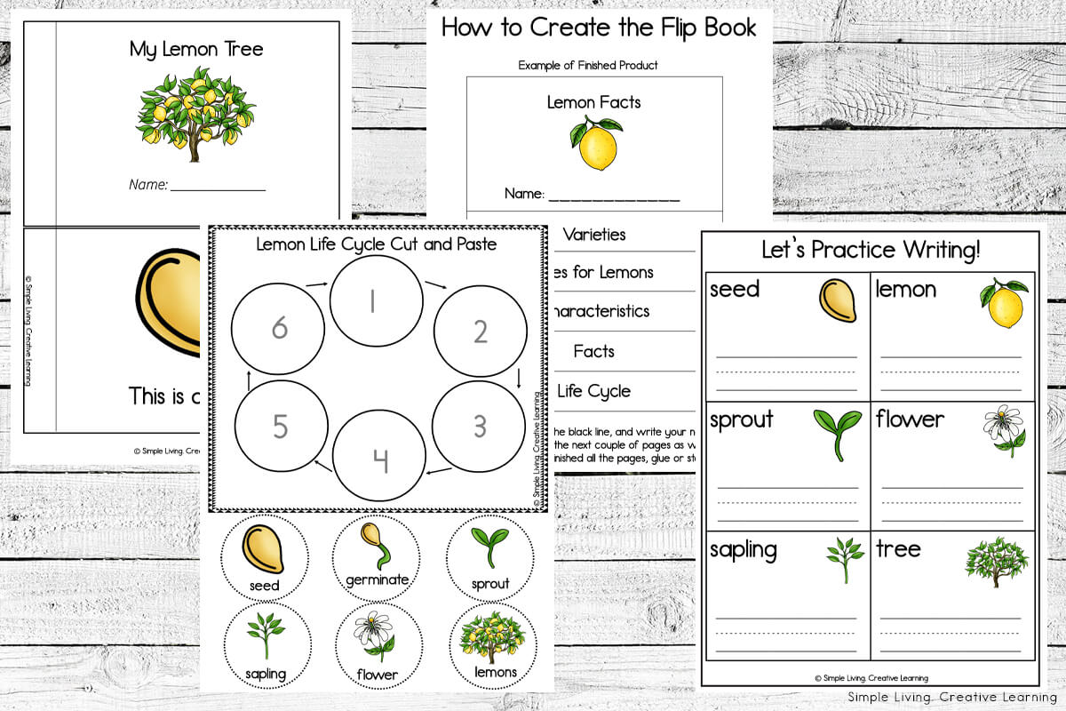 Lemon Tree Life Cycle Printables - life cycle pages
