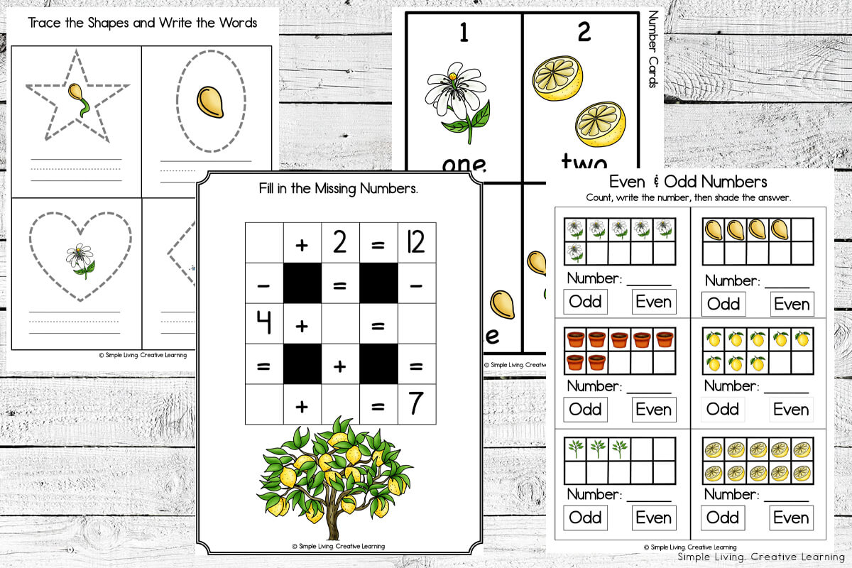 Lemon Tree Life Cycle Printables - math pages