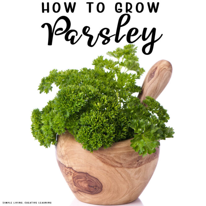 How to Grow Parsley - parsley in a pot