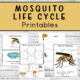 Mosquito Life Cycle Printables four pages