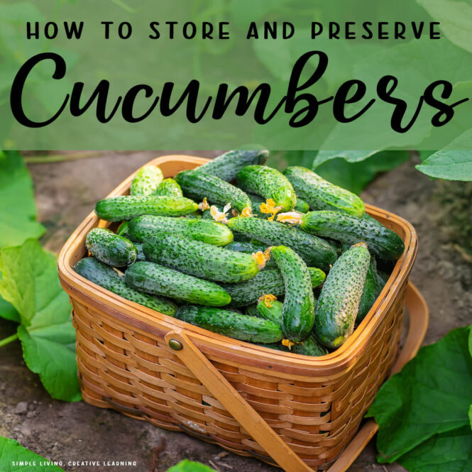 Ways to Preserve Cucumbers and store them