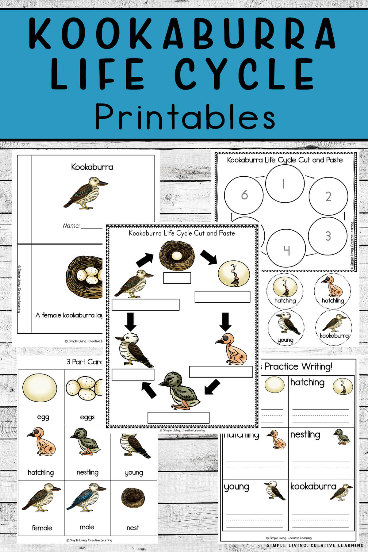 Kookaburra Life Cycle Printables