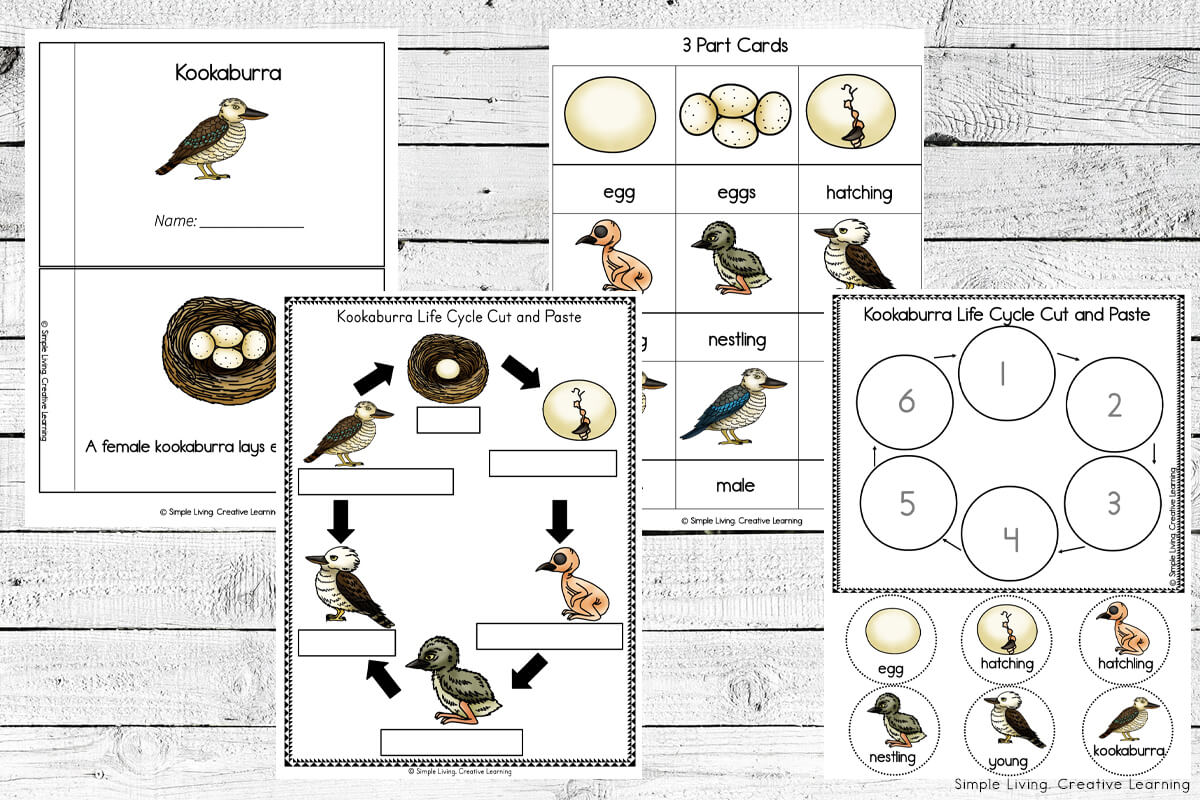 Kookaburra Life Cycle Printables - life cycle pages