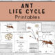 Ant Life Cycle Printables four pages