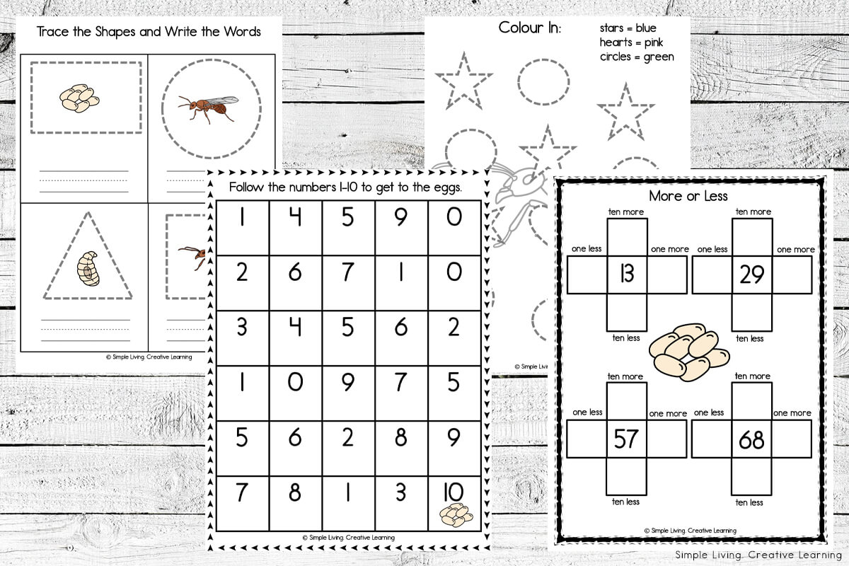Ant Life Cycle Printables math printables