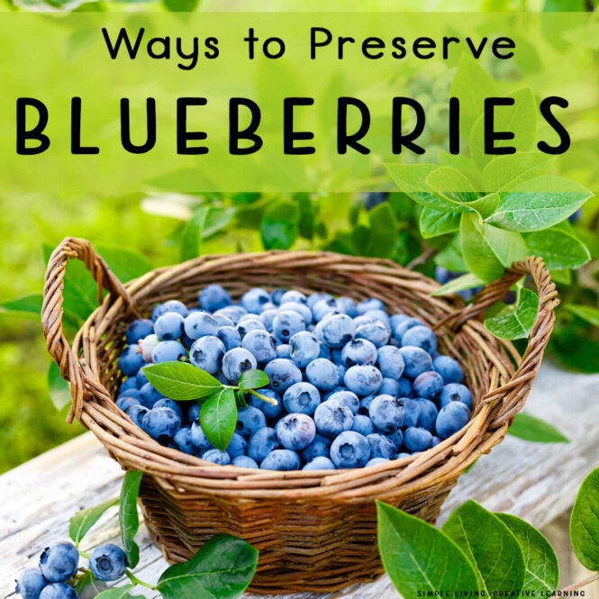Ways to Preserve Blueberries - blueberries in a basket