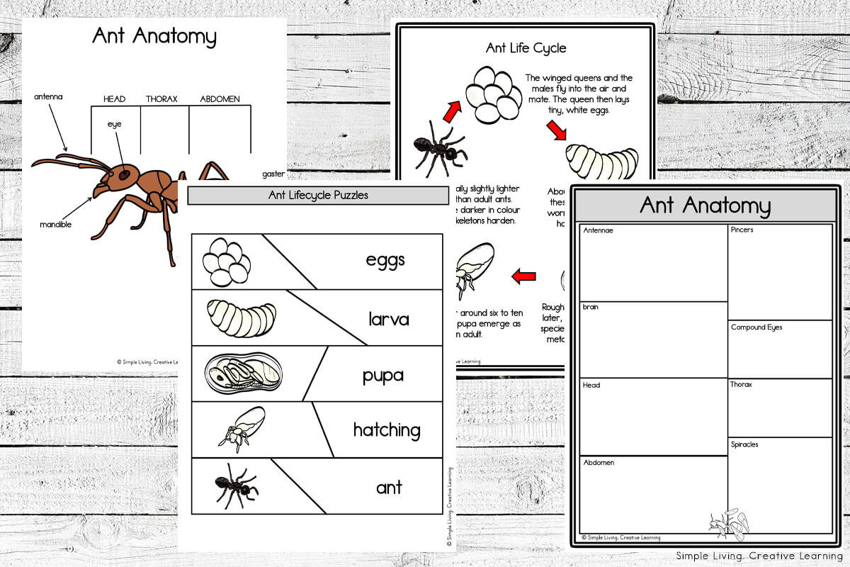 Ant Unit life cycle pages