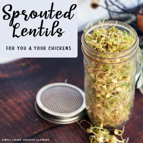 How to Sprout Lentils in a jar with the lid off