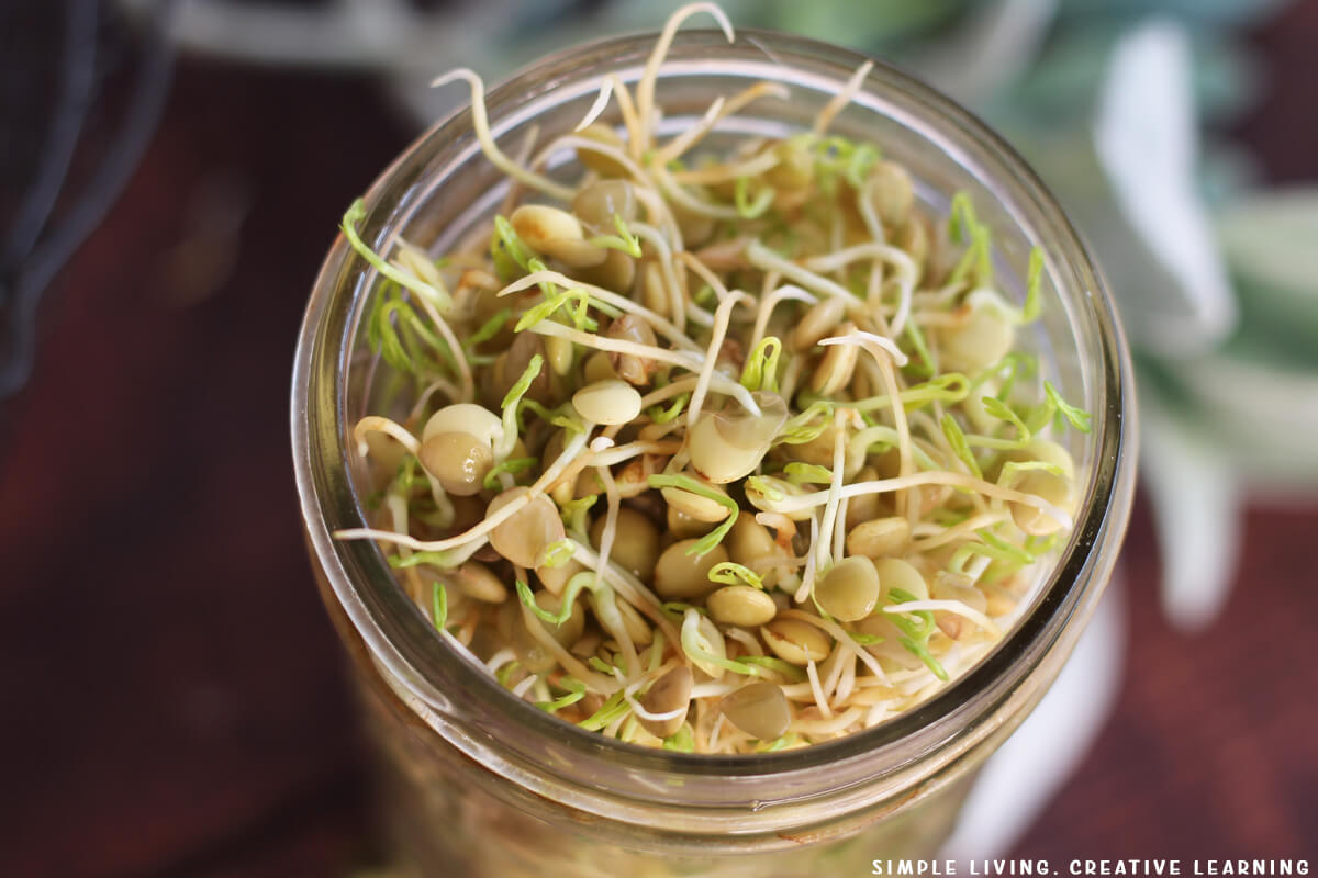 How to Sprout Lentils sprouted over top of jar