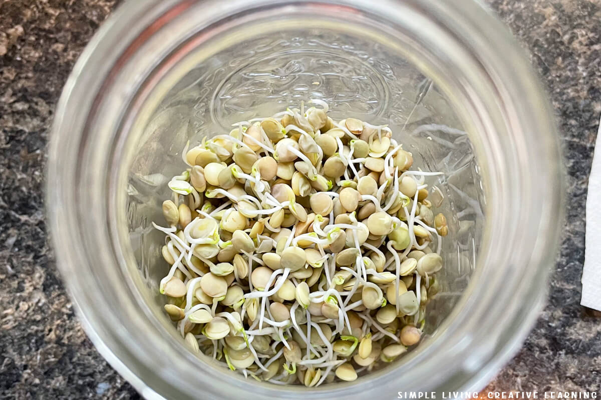 How to Sprout Lentils just starting to sprout