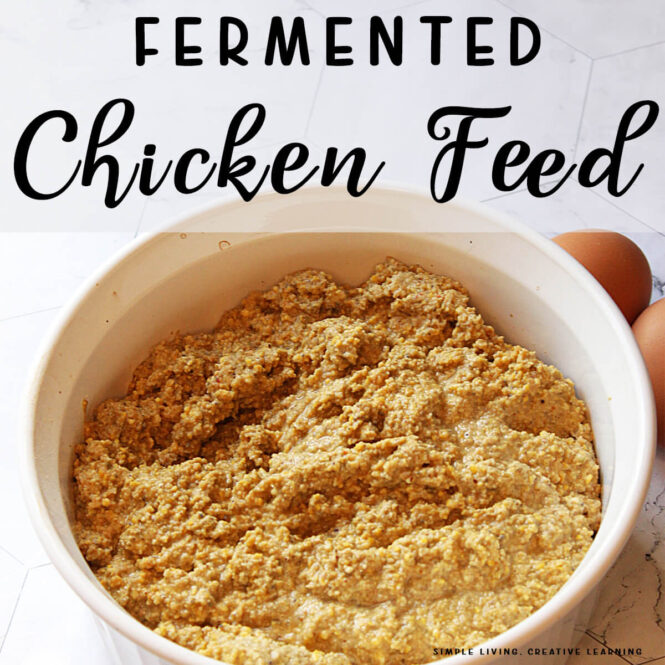Fermented Chicken Feed in a bowl