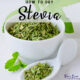How to Dry Stevia - dried in a bowl and on a spoon