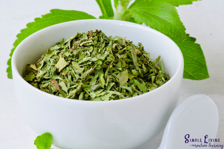 How to Dry Stevia Simple Living. Creative Learning