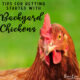 Tips for Getting Started with Backyard Chickens - one hen looking at the camera