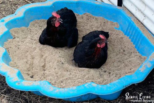 View of Tips for Getting Started with Backyard Chickens - Simple Living ...