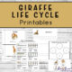 Giraffe Life Cycle Printables four pages