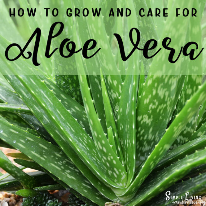 How to Grow and Care for Aloe Vera - multiple plants in the ground