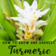 How to Grow and Harvest Turmeric - turmeric flower