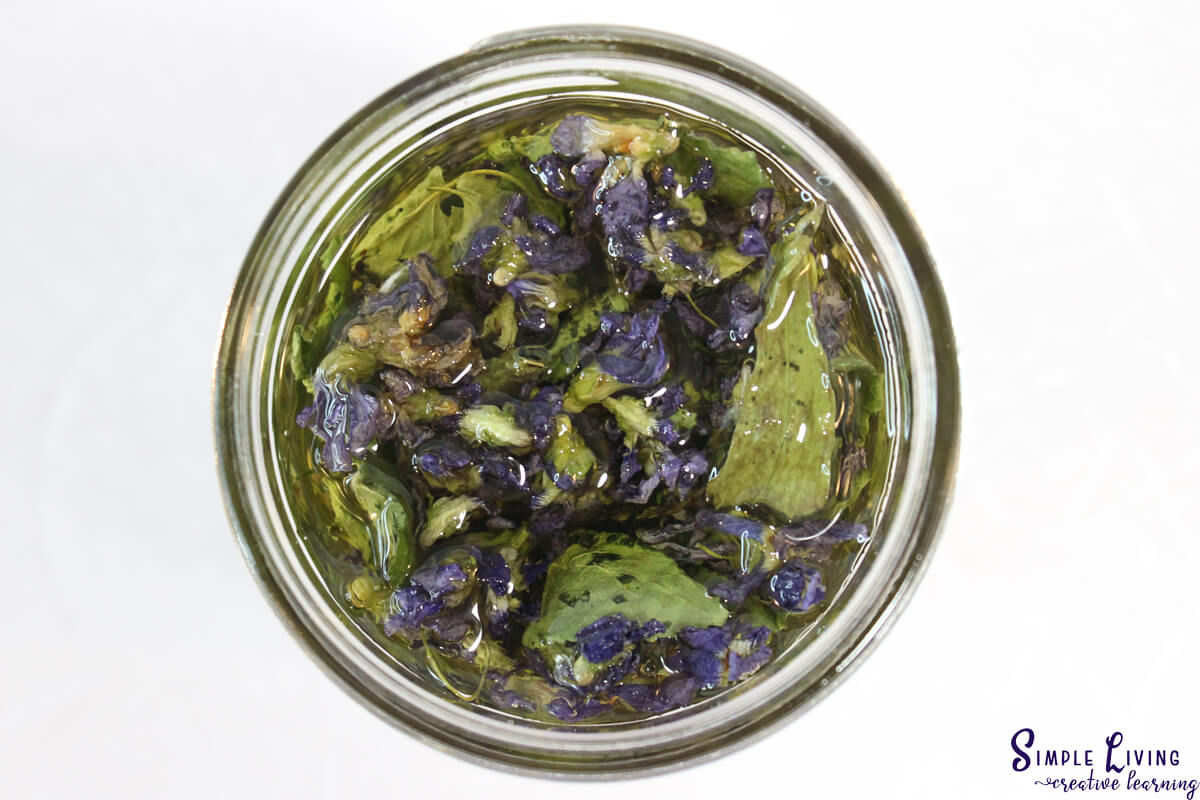 Violet Leaf infused oil - flowers, leaves and avocado oil in jar