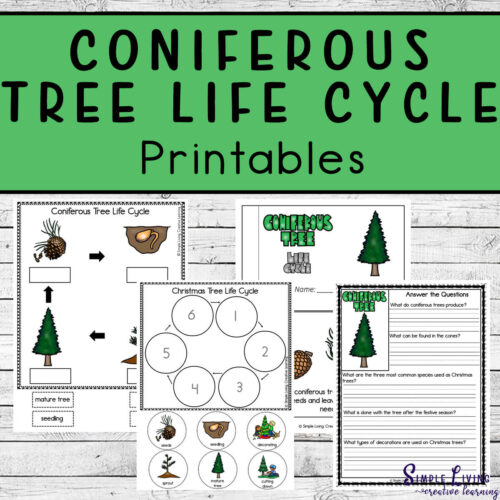 Coniferous Tree Life Cycle Printables four pages