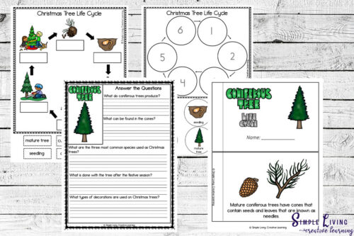 Coniferous Tree Life Cycle Printables - life cycle printables