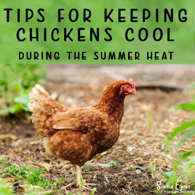 Tips for Keeping Chickens Cool during the Summer Heat - brown chicken standing on dirt