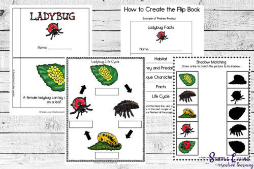 Ladybug Life Cycle Printables - Simple Living. Creative Learning