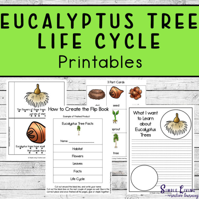 Eucalyptus Tree Life Cycle Printables four pages
