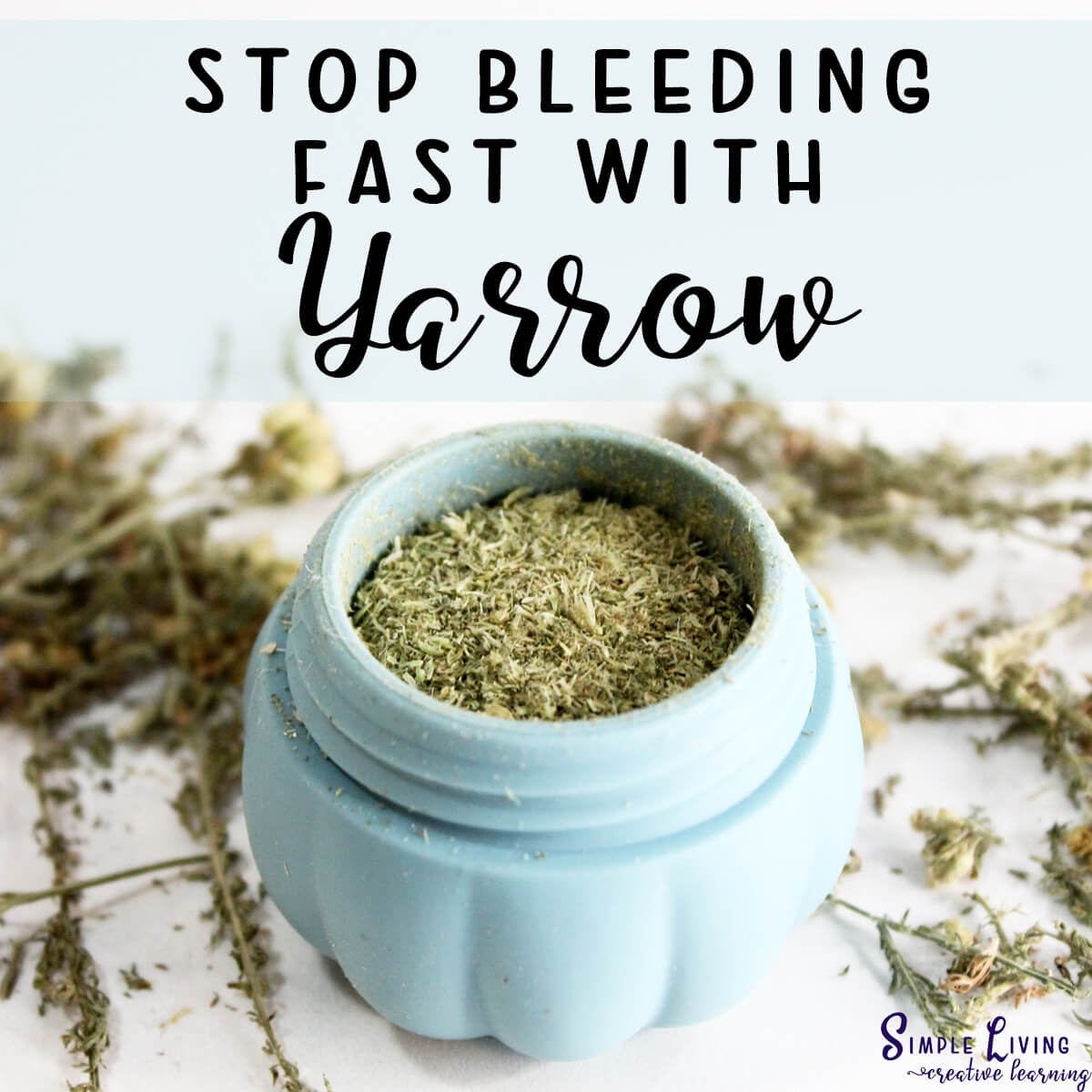 Stop Bleeding with Homemade Yarrow Powder in a pot