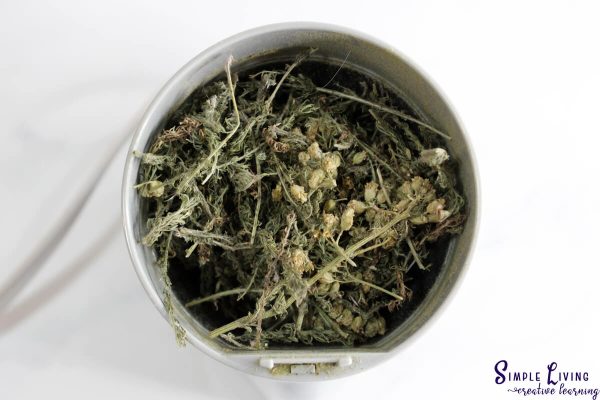 Stop Bleeding with Homemade Yarrow Powder adding yarrow to a blender
