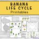 Learn more about the life cycle of these palm-like plants with these Banana Life Cycle Printables. four pages