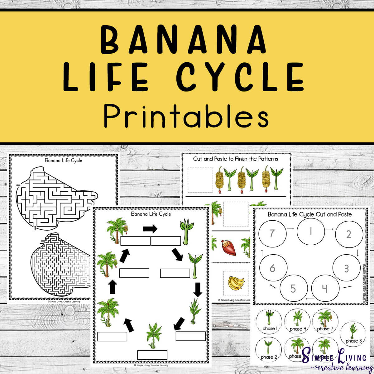 Learn more about the life cycle of these palm-like plants with these Banana Life Cycle Printables. four pages