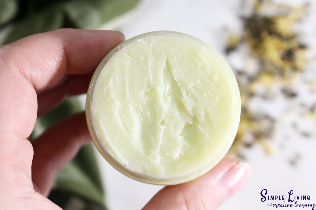 Herbal Antibiotic Ointment a hand holding the jar