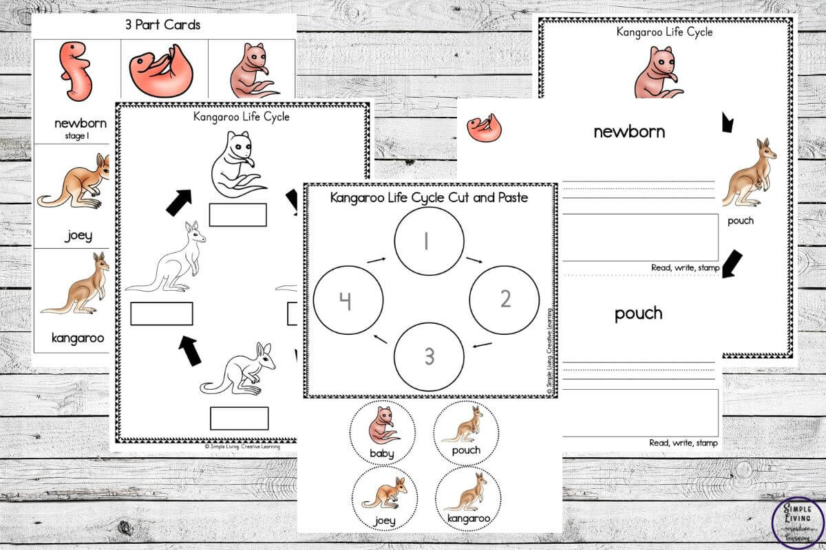 Kangaroo Life Cycle Printables five different pages