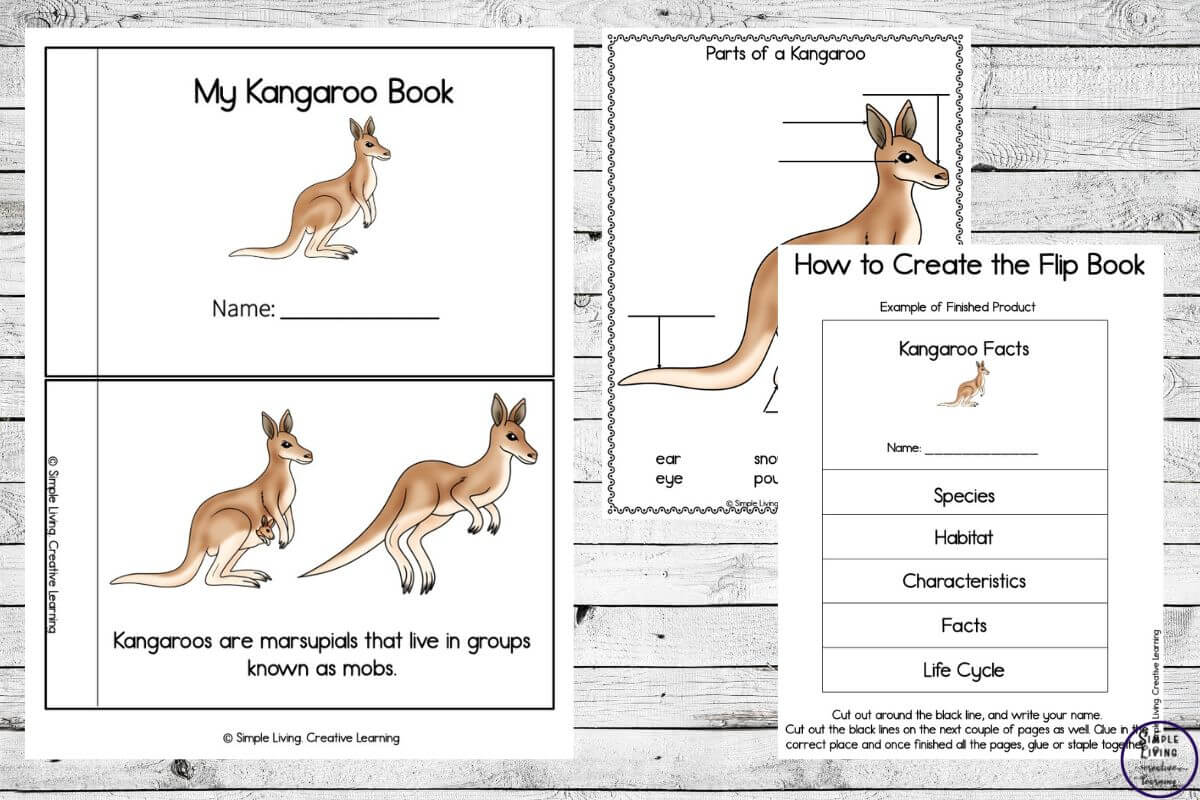 Kangaroo Life Cycle Printables three pages