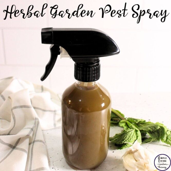 Herbal Garden Pest Spray in a glass spray bottle