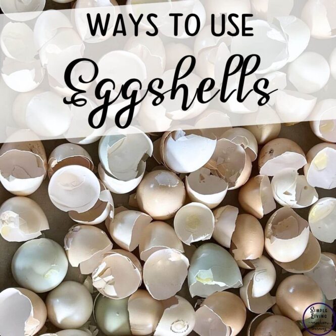 Ways to Use Eggshells lots of eggshells on a tray