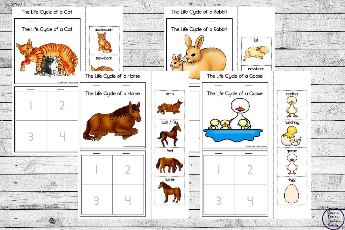 Farm Animals Life Cycle Printables another four colour pages